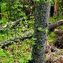 ���������� ������, ���� ������� �������, 39 ���, ������������ ��� ������, ����� � ���������