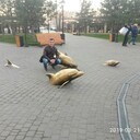 ���������� �������, ���� ������� ������, 46 ���, ������������ ��� ������, ����� � ���������, c�������� ���������