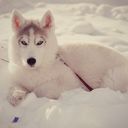  ,   Shoxrux, 33 ,   ,   , c 