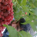  ,   , 52 ,  