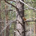 ���������� ����, ���� ������� �����, 39 ���, ������������ 