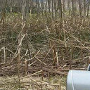 ���������� ����-���������, ���� ������� �����, 42 ����, ������������ 