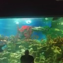 ���������� �������, ���� ������� ������, 38 ���, ������������ 