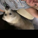 ���������� �����-���������, ���� ������� �������, 55 ���, ������������ ��� ����� � ���������, c�������� ���������, ���������