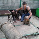 ���������� ������ ��������, ���� ������� ���������, 36 ���, ������������ ��� ������