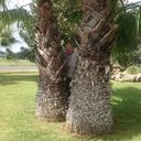 ���������� Hannoversch Munden, ���� ������� ���������, 52 ����, ������������ ��� ����� � ���������, c�������� ���������