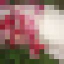 ���������� ����, ���� ������� ����, 38 ���, ������������ ��� ������, ����� � ���������