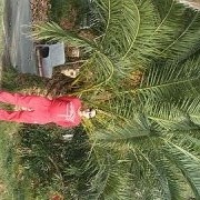  ,   ARTUR, 48 ,  