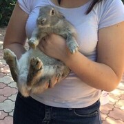 ���������� ������, ���� ������� ���������, 23 ����, ������������ ��� ������, ����� � ���������, ���������