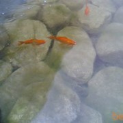  ,   0505090929, 41 ,     , c 