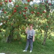 ���������� �����, ���� ������� �����, 71 ���, ������������ ��� c�������� ���������, ���������