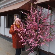  -,   , 52 ,   ,   