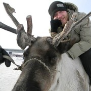 ���������� ��������, ���� ������� ����, 37 ���, ������������ ��� ������, ���������