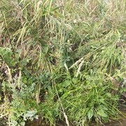 ���������� ������, ���� ������� ������, 39 ���, ������������ ��� ������, ����� � ���������, c�������� ���������