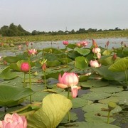 ���������� ����������, ���� ������� ����, 41 ���, ������������ ��� ����� � ���������, c�������� ���������