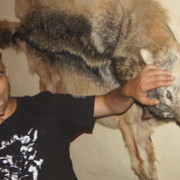 ���������� ������, ���� ������� �������, 45 ���, ������������ ��� ������