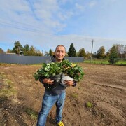 ���������� �����������, ���� ������� �������, 38 ���, ������������ ��� ������, ����� � ���������