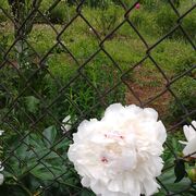 ���������� ������, ���� ������� ��� �������, 42 ����, ������������ ��� ������, ����� � ���������