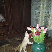  ,   Marat, 38 ,   ,   