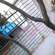 ���������� �������, ���� ������� Vitea N, 29 ���, ������������ ��� ������, ����� � ���������, c�������� ���������