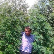 ���������� ���������, ���� ������� Mexo, 40 ���, ������������ ��� ������