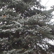 ���������� ��������, ������� �����, 37