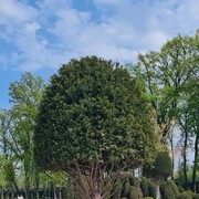 ���������� �������������, ���� ������� ��������, 59 ���, ������������ ��� c�������� ���������