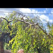 ���������� �����, ���� ������� ��������, 65 ���, ������������ ��� c�������� ���������