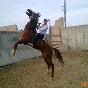  ,   Oqil4977778, 34 ,   