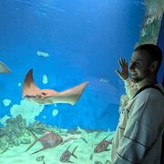 ���������� ���������, ���� ������� ��������, 27 ���, ������������ ��� ������, ����� � ���������, c�������� ���������, ���������