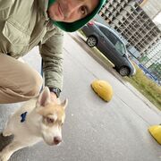 ���������� �����-���������, ���� ������� �����, 38 ���, ������������ ��� ����� � ���������, c�������� ���������, ���������