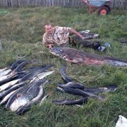 ���������� �����, ���� ������� ������, 43 ����, ������������ ��� ������, ����� � ���������, c�������� ���������