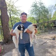 ���������� �������, ���� ������� Zura, 36 ���, ������������ ��� ������, ����� � ���������