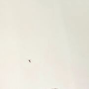 ���������� �����������, ���� ����� �������, 22 ����, ������������ ��� ������, ����� � ���������