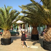 ���������� ���������, ���� ������� ������, 56 ���, ������������ ��� ����� � ���������, c�������� ���������