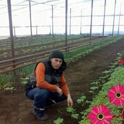 ���������� �����������, ���� ������� �����, 38 ���, ������������ ��� ������, ����� � ���������