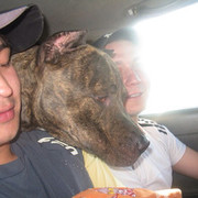  ,   Arman, 38 ,   ,   , c 