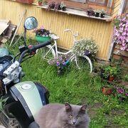 ���������� �����-���������, ���� ������� ������, 41 ���, ������������ ��� ������, ����� � ���������