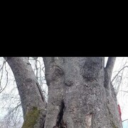 ���������� �����, ���� ������� �����, 49 ���, ������������ ��� ������, ����� � ���������