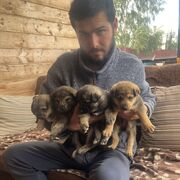 ���������� ������, ���� ����� ������, 25 ���, ������������ ��� ������, ����� � ���������, c�������� ���������, ���������