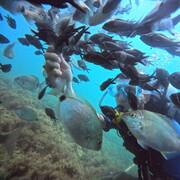 ���������� �����, ���� ������� �����, 33 ����, ������������ ��� ������, ����� � ���������, c�������� ���������