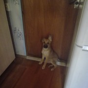 ���������� �����-���������, ���� ������� �����, 50 ���, ������������ 