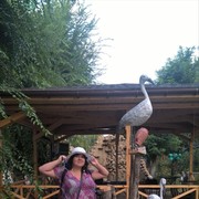 ���������� ������, ���� ������� ����, 36 ���, ������������ ��� ������, ����� � ���������, c�������� ���������