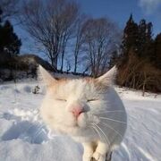 ���������� ������, ���� ������� ������, 36 ���, ������������ ��� ������, ����� � ���������