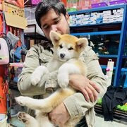 ���������� �������, ���� ������� ����, 31 ���, ������������ ��� ������, ����� � ���������