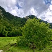 ���������� ���������, ���� ������� �����, 37 ���, ������������ ��� ������, ����� � ���������