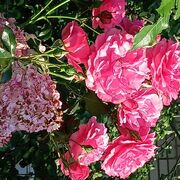  ,   , 55 ,   ,   , c , 