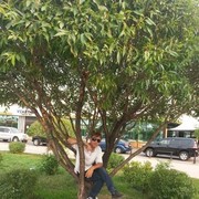 ���������� ������, ���� ������� �����, 44 ����, ������������ ��� ������, ����� � ���������, c�������� ���������