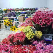 ���������� �������, ���� ������� Taleh, 50 ���, ������������ ��� ������, ����� � ���������