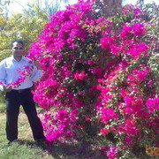  ,   Kapo, 44 ,   ,   , c 